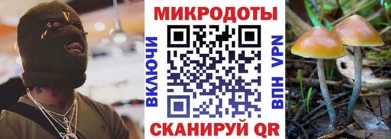 OMG зеркало  Дмитриев  Галлюциногенные грибы Cubensis  цена  